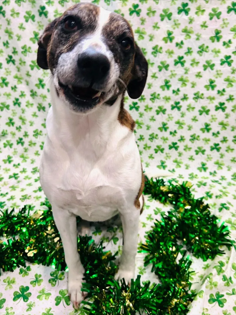 Puppers thumbnail 2