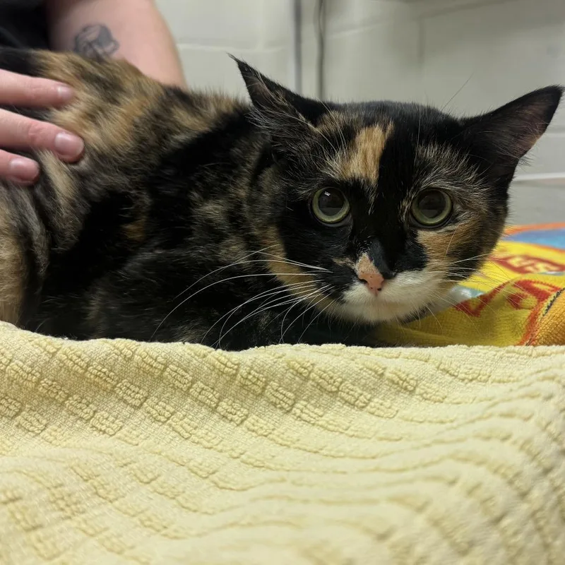 A young medium-sized female Tortoiseshell Domestic Short Hair cat named Lehi for adoption in Murray, UT