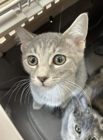 A baby small-sized female Domestic Short Hair cat named Dezi for adoption in Fort Worth, TX