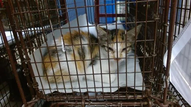A baby small-sized female Domestic Short Hair cat named Mia for adoption in Miami, FL