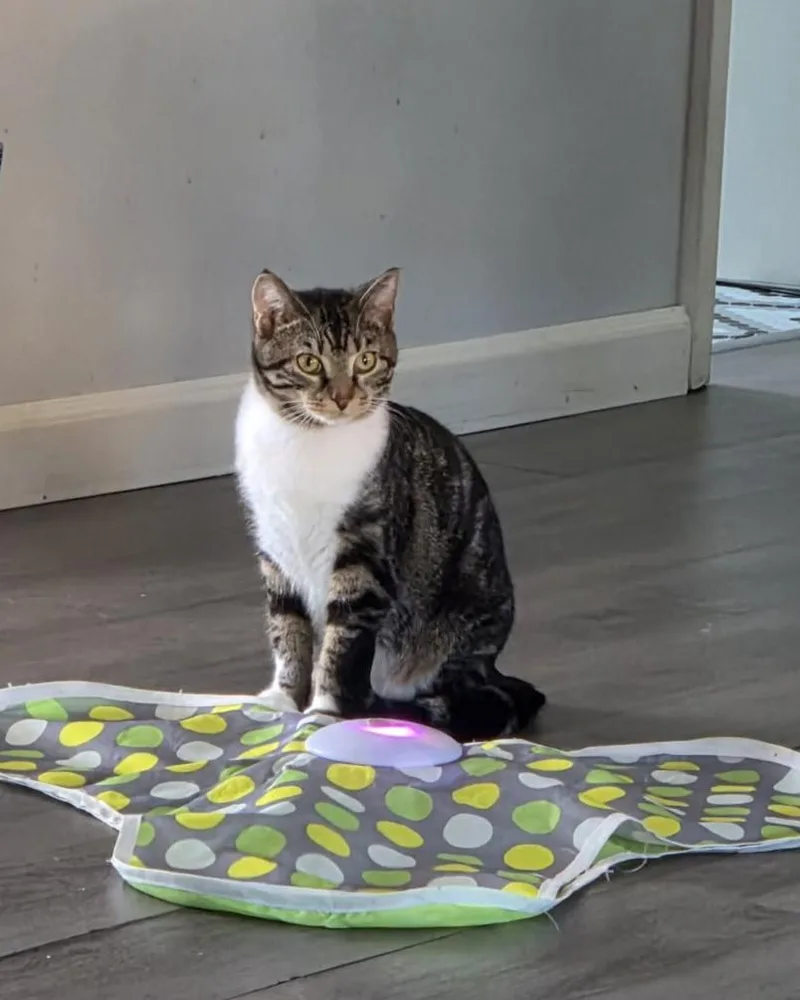 A baby medium-sized female Tabby (Brown / Chocolate) Tabby cat named Ruby for adoption in Greensburg, PA