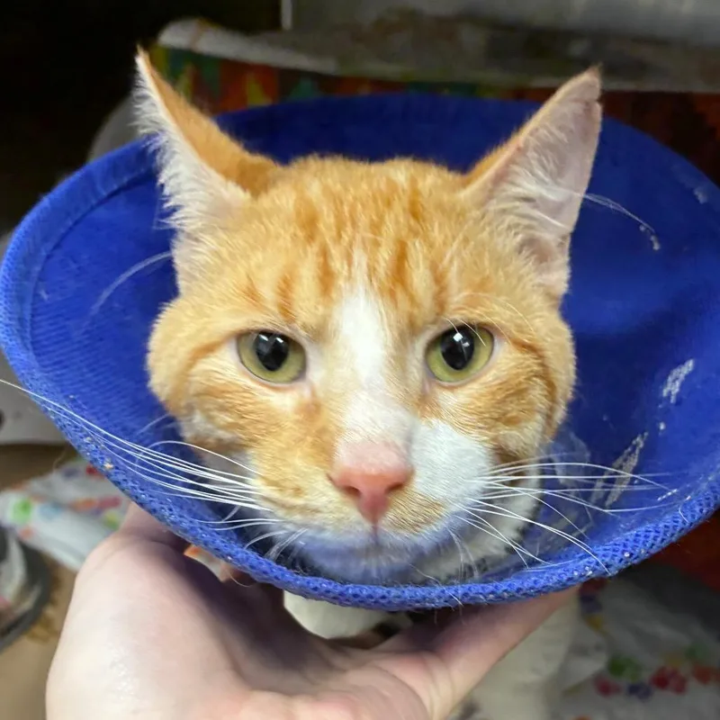 An adult medium-sized male Orange / Red Domestic Short Hair cat named Pumpernickel for adoption in Greenville, SC