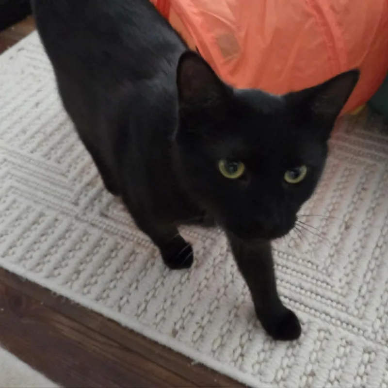 A young medium-sized male Black Domestic Short Hair cat named Flame for adoption in Loveland, CO