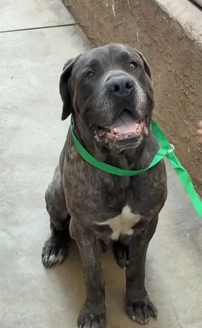An adult extra large-sized male Mastiff dog named Unknown for adoption in Rancho Cucamonga, CA