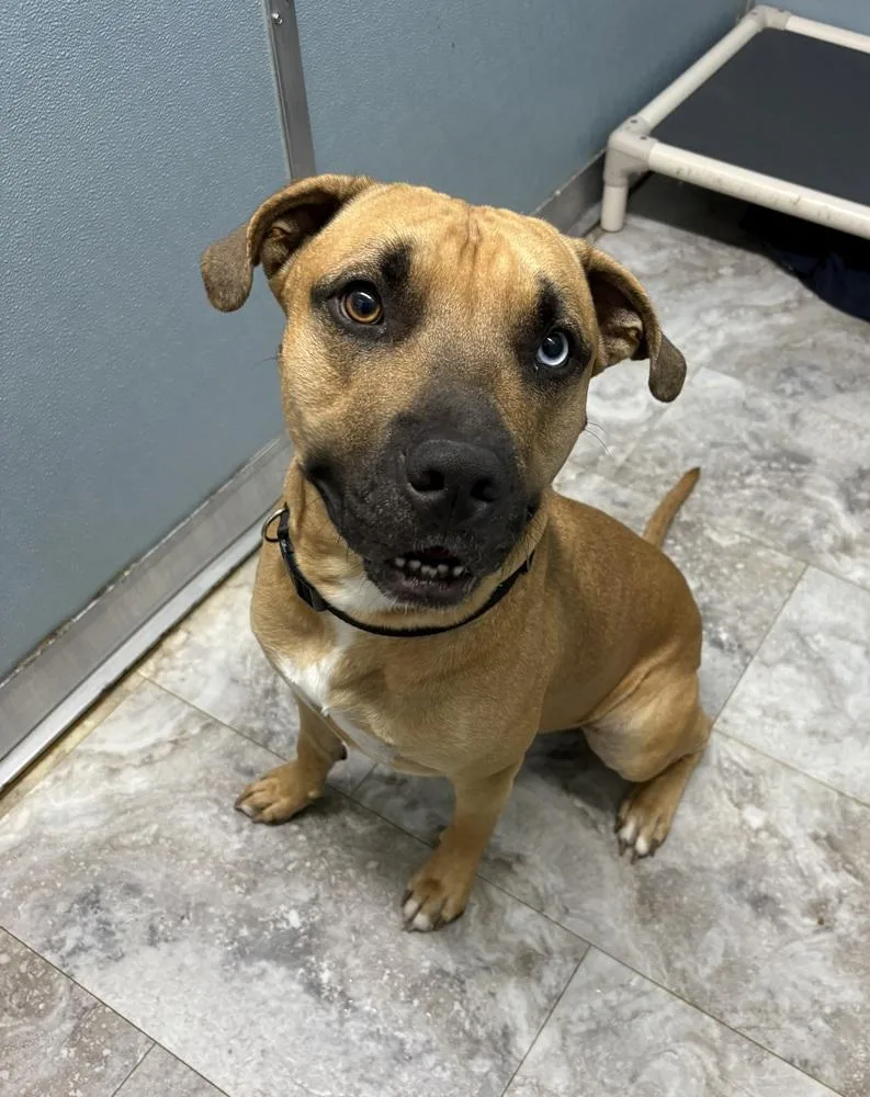 An adult large-sized male Pit Bull Terrier dog named Stoney for adoption in Rochester, IN