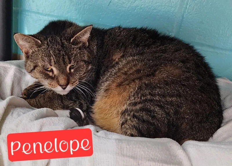 Penelope thumbnail 2