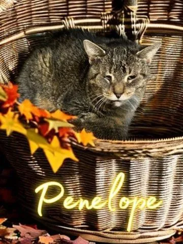 Penelope thumbnail 3