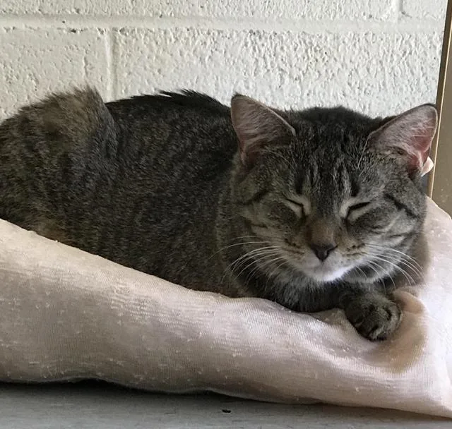 Penelope thumbnail 4