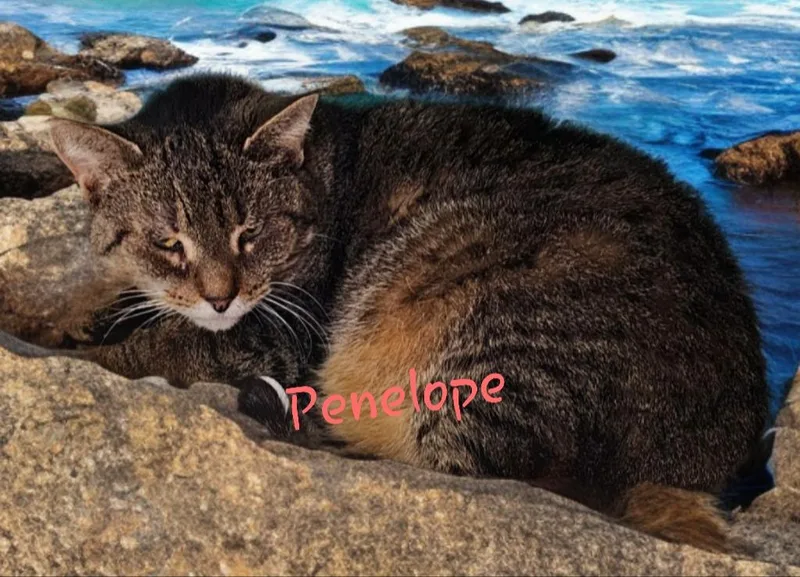 Penelope thumbnail 5