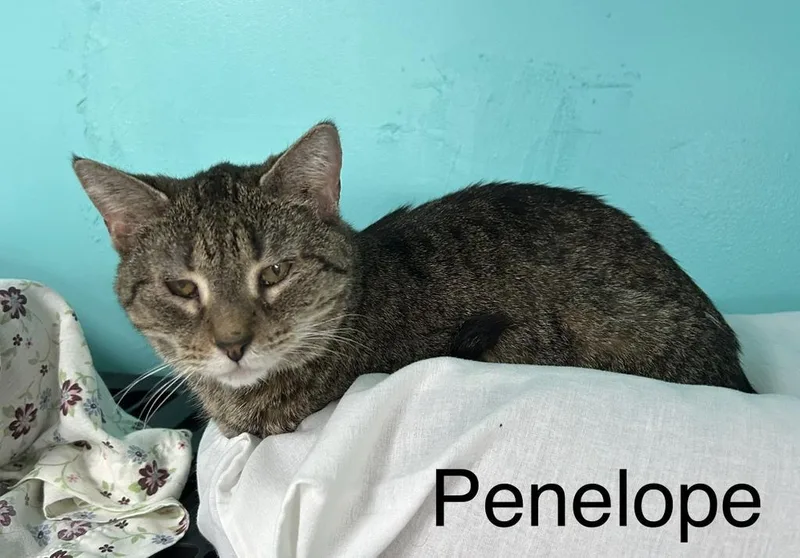 Penelope thumbnail 6