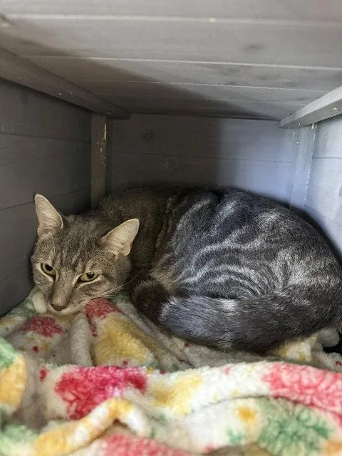 An adult medium-sized female Tabby cat named Boots CCC for adoption in San Luis Obispo, CA