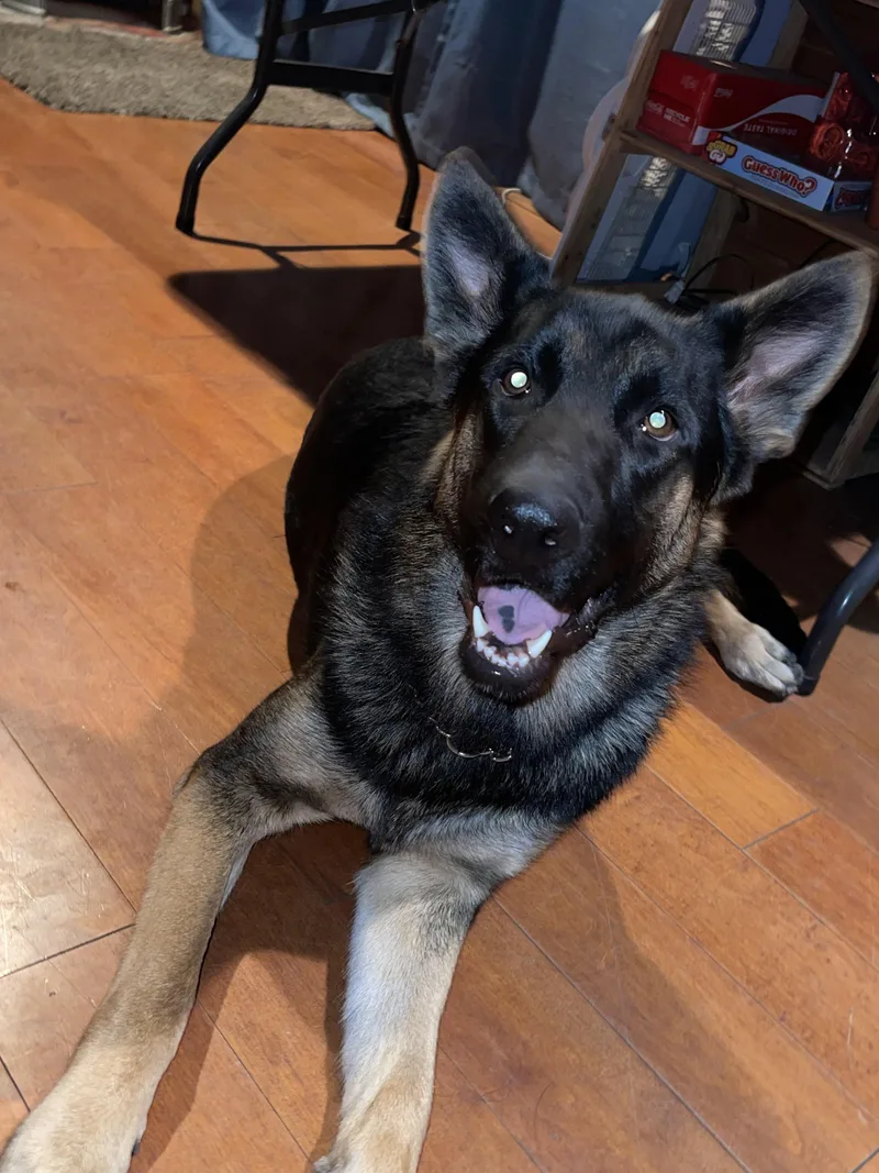 An adult large-sized male German Shepherd Dog dog named Tank for adoption in Media, PA