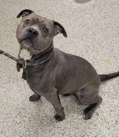 An adult large-sized male Gray / Blue / Silver Pit Bull Terrier dog named Horatio for adoption in Kansas City, MO