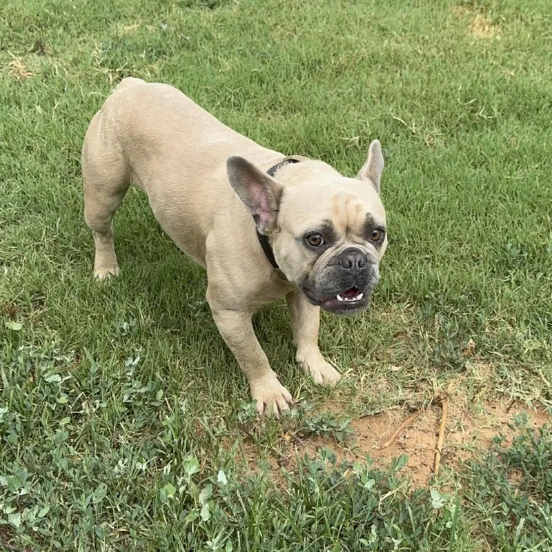 A young small-sized female Yellow / Tan / Blond / Fawn French Bulldog dog named Burtie for adoption in Pelham, NH