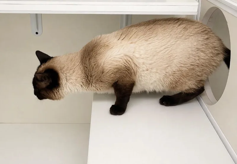 Cocoanut thumbnail 2