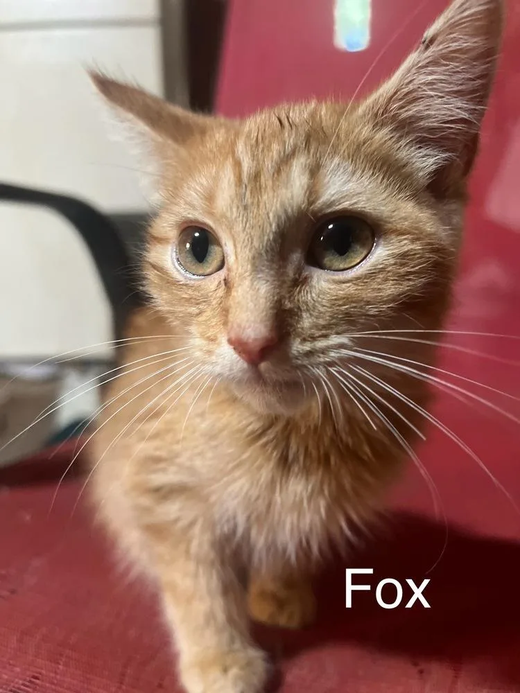 Fox thumbnail 2