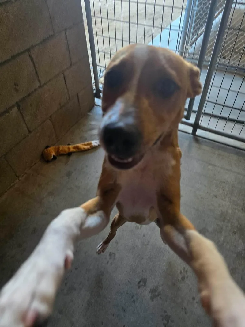 A baby medium-sized male Basenji dog named Logan for adoption in Windsor, CO