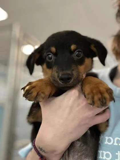 A baby large-sized male Mixed Breed dog named Finn for adoption in Munster, IN