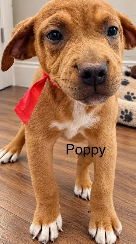 Poppy