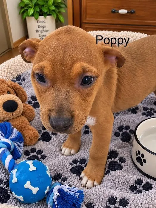 Poppy thumbnail 2