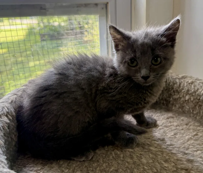 A baby small-sized female Gray / Blue / Silver Domestic Short Hair cat named Birdie for adoption in Ashland, OH