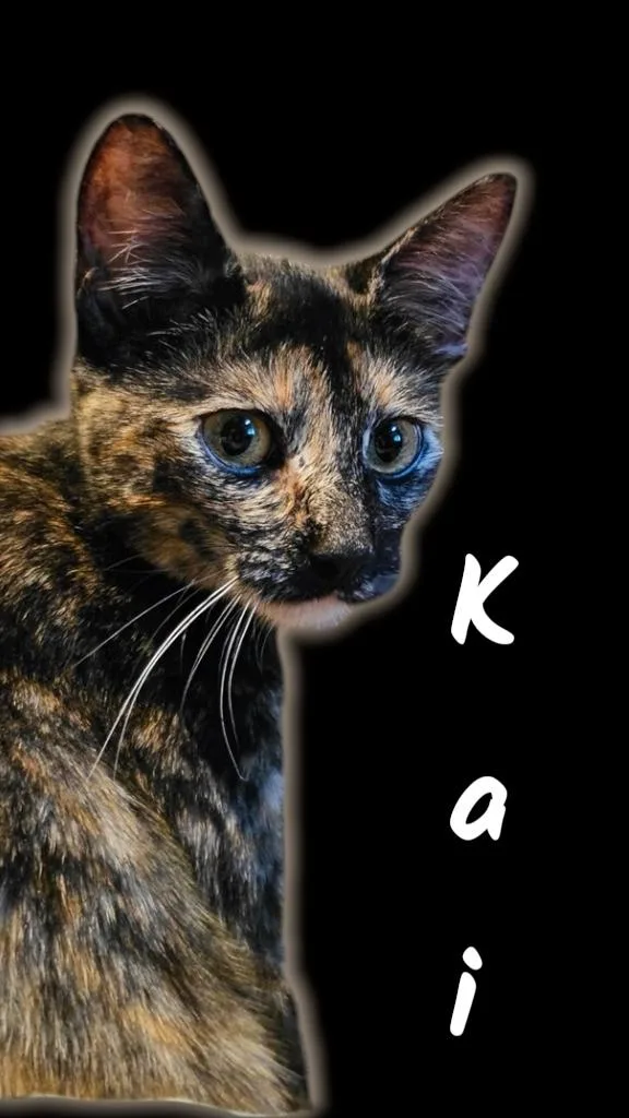 A young medium-sized female Tortoiseshell Domestic Short Hair cat named Kai for adoption in Auburn, CA