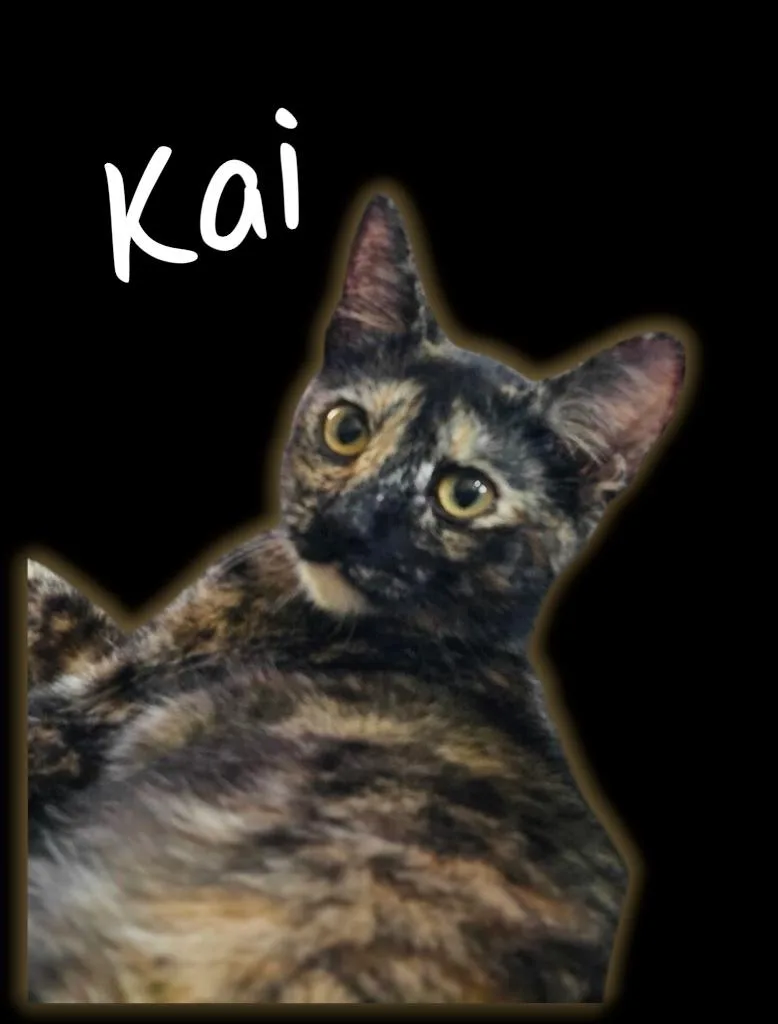 Kai thumbnail 2