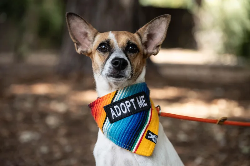 A young small-sized female Tricolor (Brown, Black, & White) Terrier dog named Kamila for adoption in Santa Rosa, CA