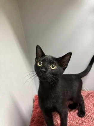 A baby small-sized female Domestic Short Hair cat named Ziggie for adoption in Cumming, GA