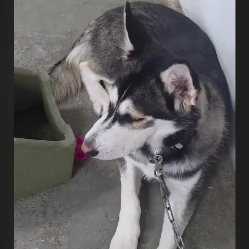 A young medium-sized male Husky dog named Loki for adoption in Carlin, NV