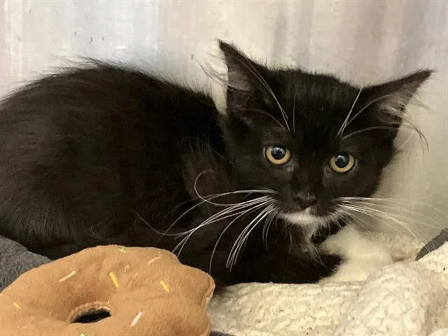 A baby small-sized female Domestic Short Hair cat named Aitana for adoption in Tustin, CA
