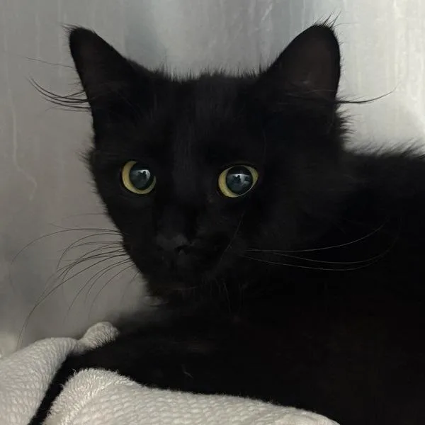 An adult small-sized male Domestic Medium Hair cat named Tiguan for adoption in Silverdale, WA