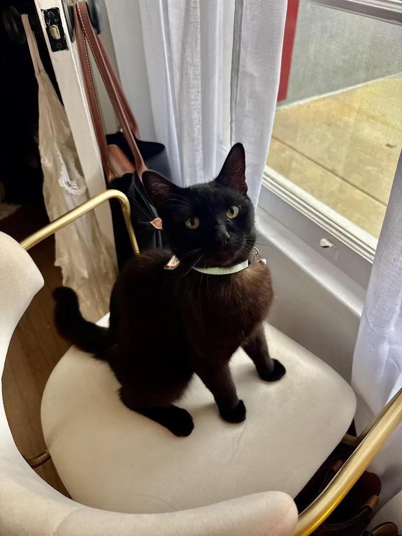 An adult medium-sized male Black Bombay cat named Blackjack for adoption in Venice, CA