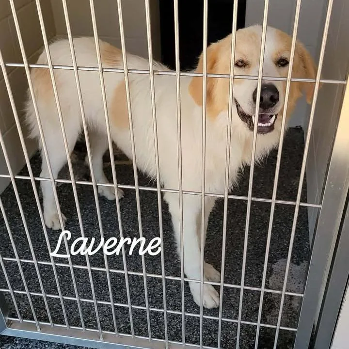 Laverne