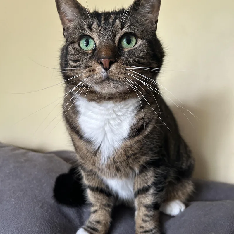 An adult medium-sized female Tabby (Brown / Chocolate) Domestic Short Hair cat named Irene for adoption in Warminster, PA