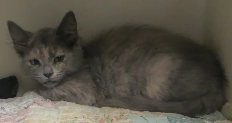 Lacey thumbnail 2