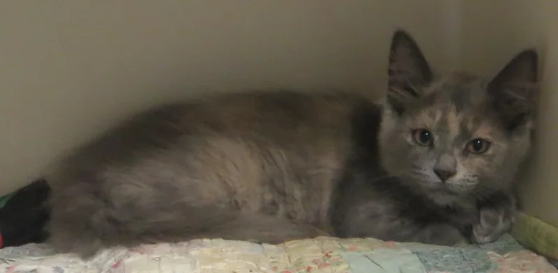 Lacey thumbnail 3