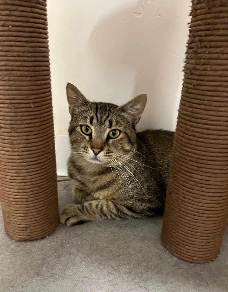 A young large-sized male Domestic Short Hair cat named Tex for adoption in Napa, CA