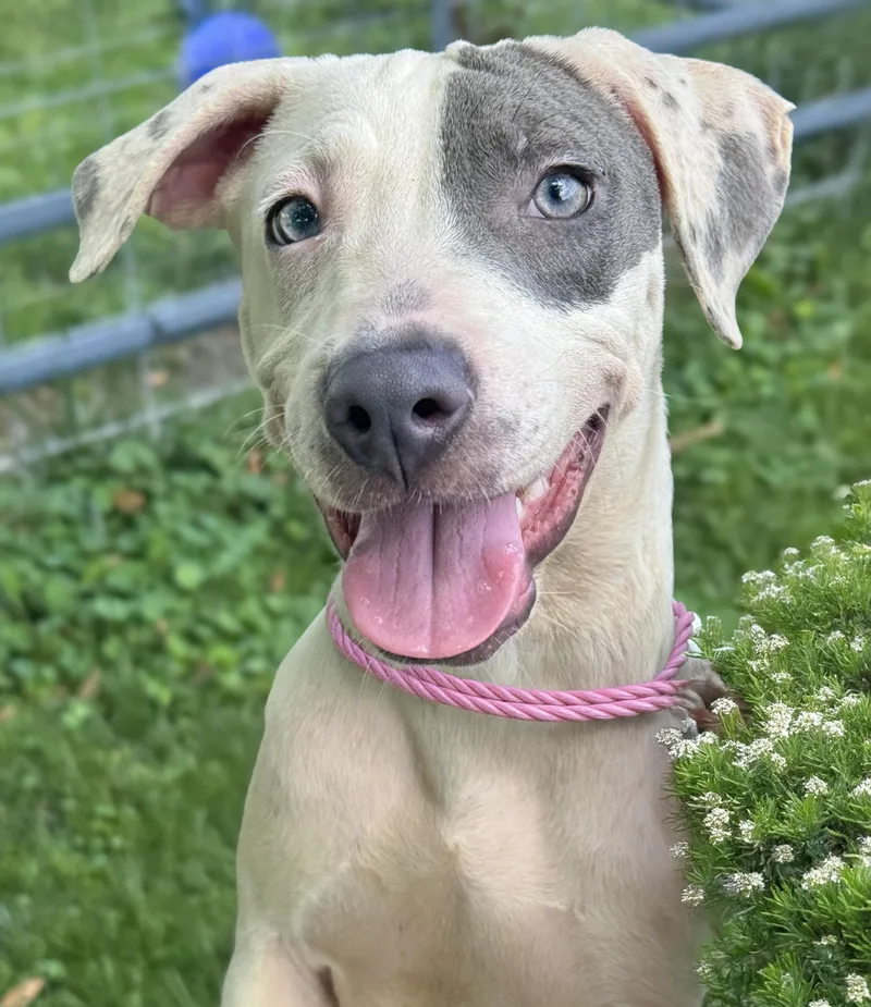 A baby medium-sized female Gray / Blue / Silver Pit Bull Terrier dog named Wanda for adoption in Anderson, IN