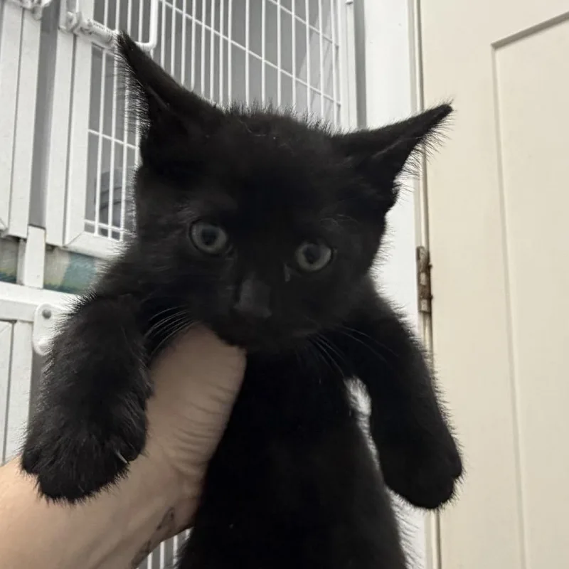 A baby small-sized female Black Domestic Short Hair cat named Jenny for adoption in Franklin, NC