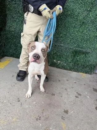 An adult medium-sized male Pit Bull Terrier dog named 61789513 for adoption in El Paso, TX