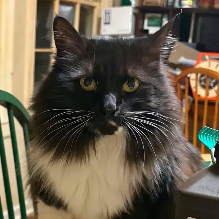 An adult small-sized female Black Domestic Long Hair cat named Irene for adoption in New York, NY