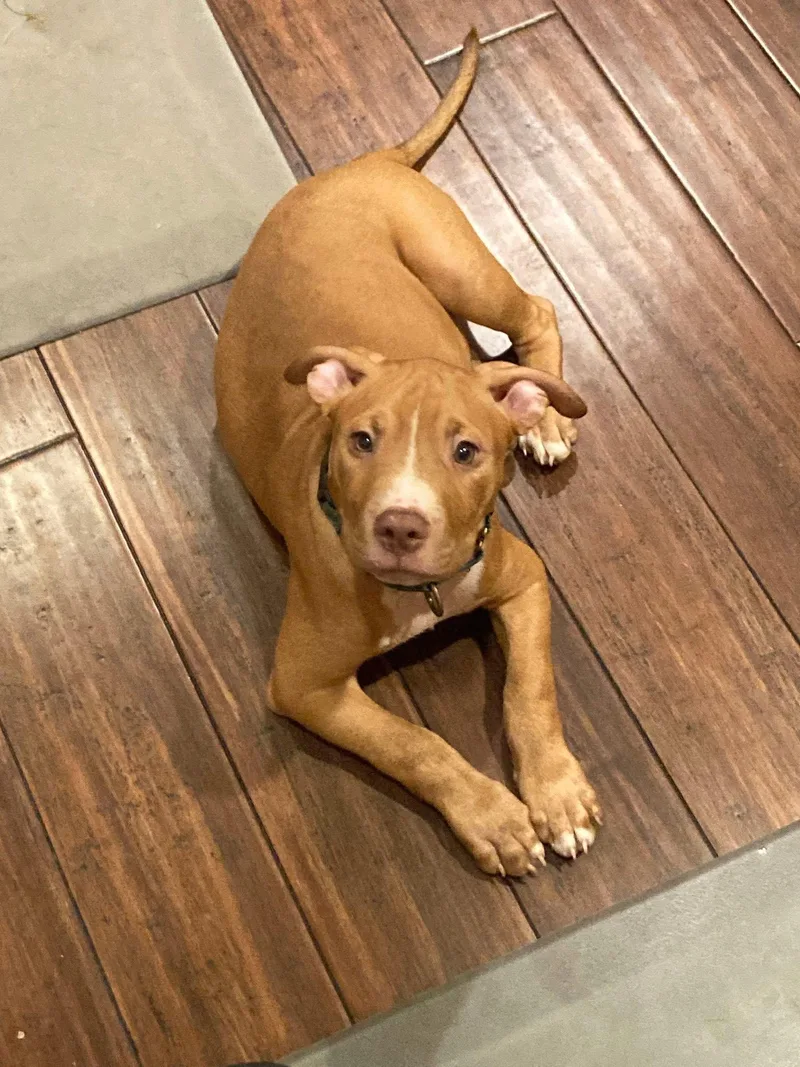 A baby medium-sized male Pit Bull Terrier dog named Javi for adoption in Saint Paul, MN