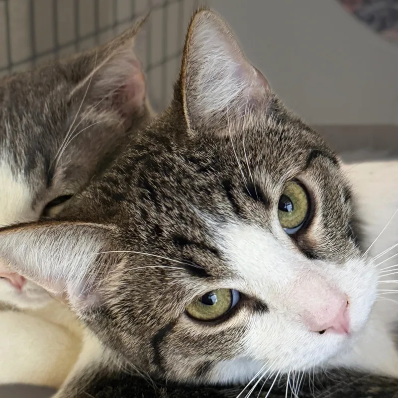 Oboe [and Piccolo] thumbnail 3