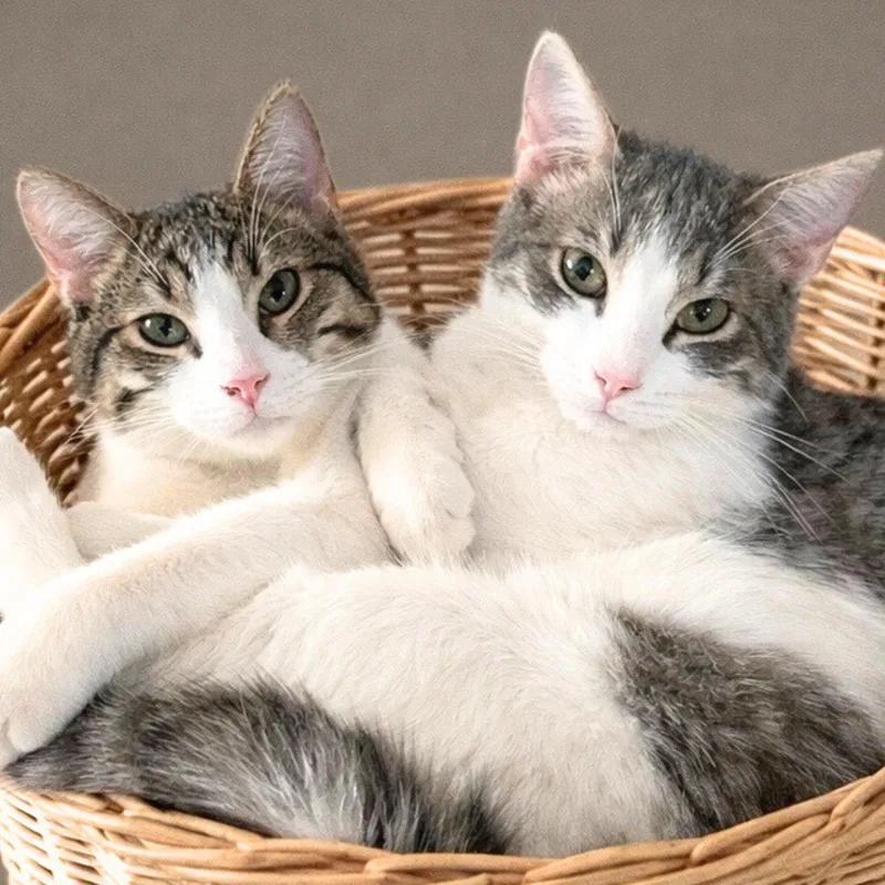 Oboe [and Piccolo] thumbnail 4