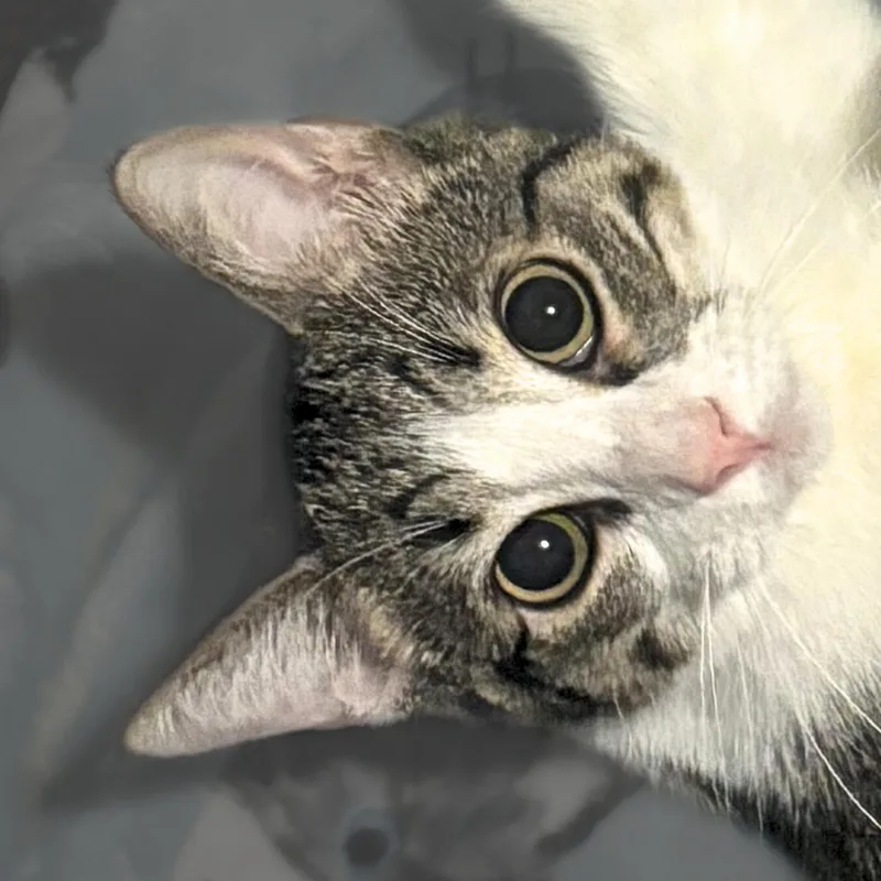 Oboe [and Piccolo] thumbnail 6