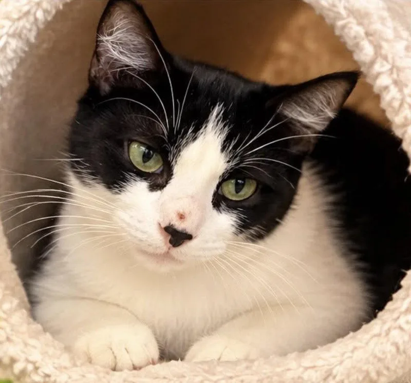A young medium-sized female Tuxedo cat named Gaia for adoption in Margate, FL