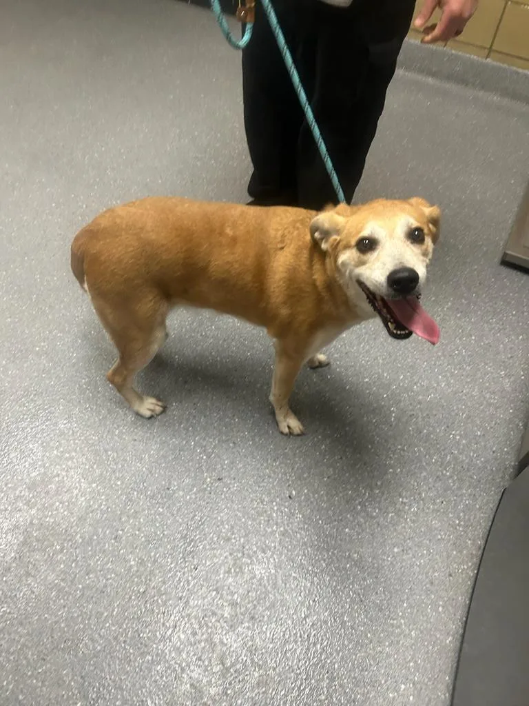 An adult large-sized female Labrador Retriever dog named Snuggles for adoption in Greenfield, IN