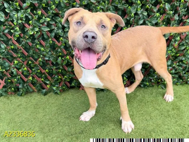 A young medium-sized male Mixed Breed dog named Roco for adoption in West Palm Beach, FL
