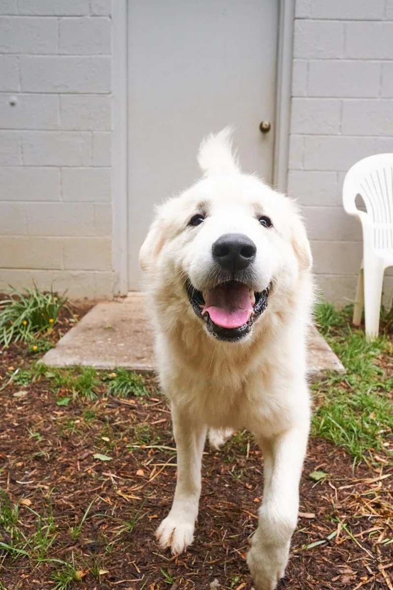 A young large-sized male Great Pyrenees dog named Floki for adoption in Floyd, VA